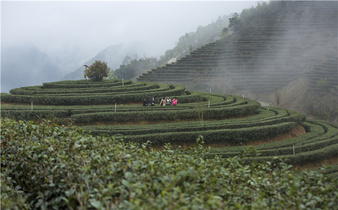 我不懂茶，茶却很“懂”我