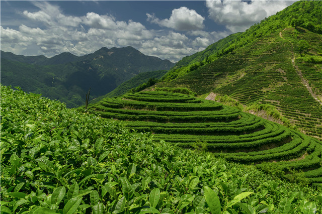 	 会心一杯茶，幸福来敲门